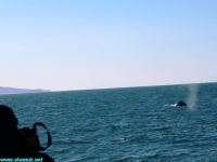 whale watching