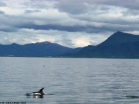 white beaked