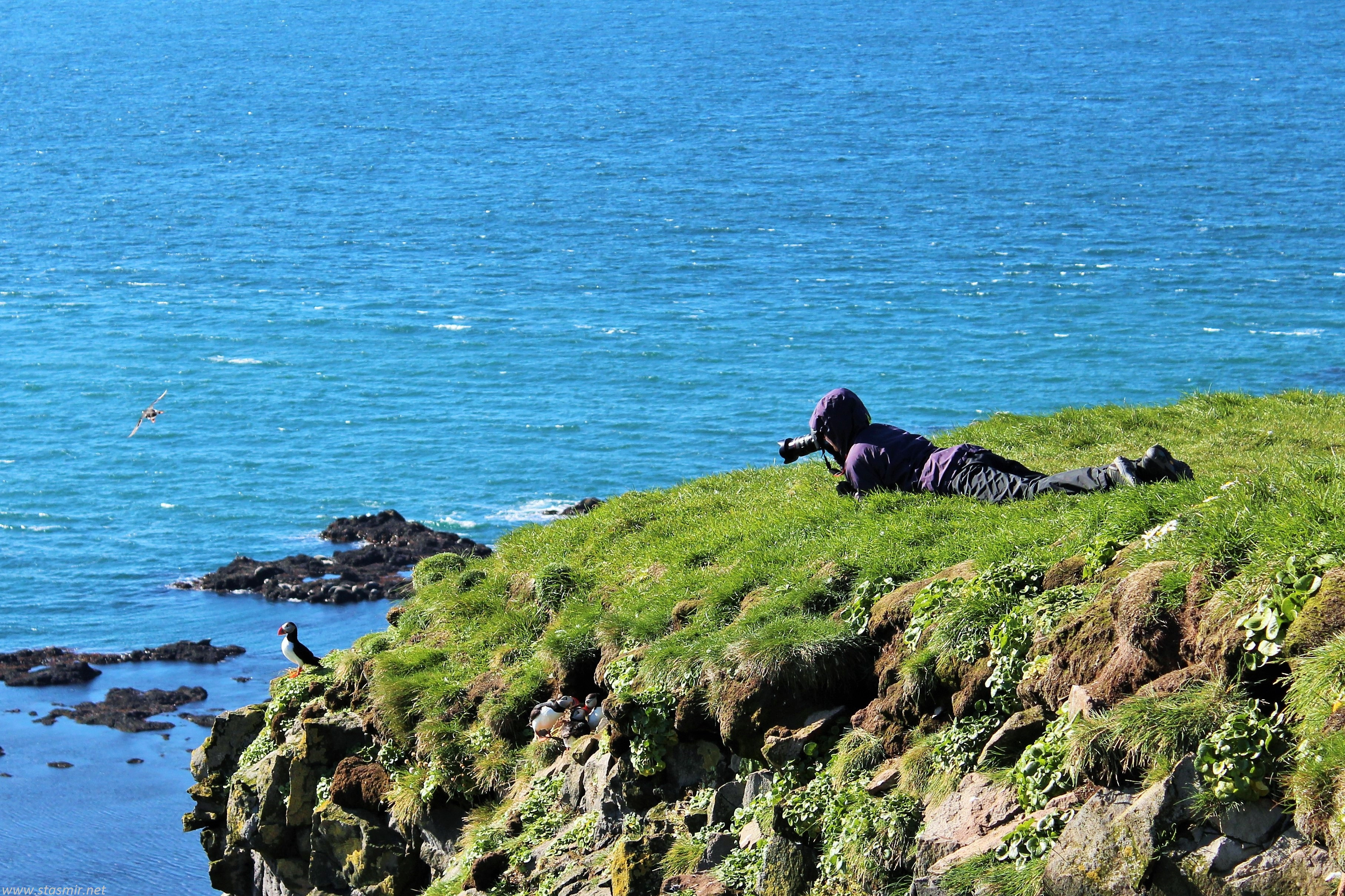 puffin-spotting