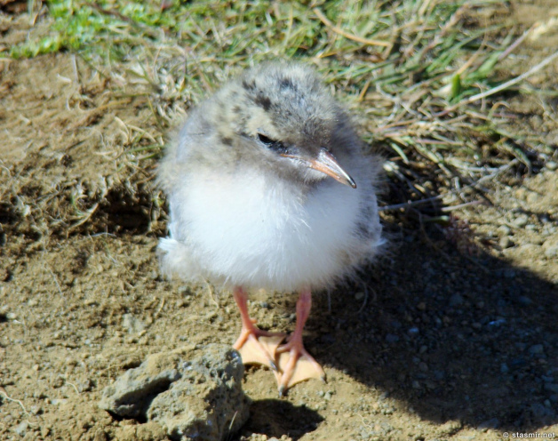 birdy