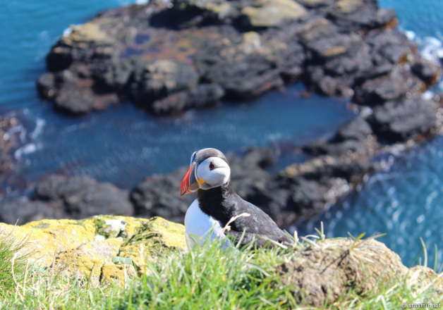 puffin