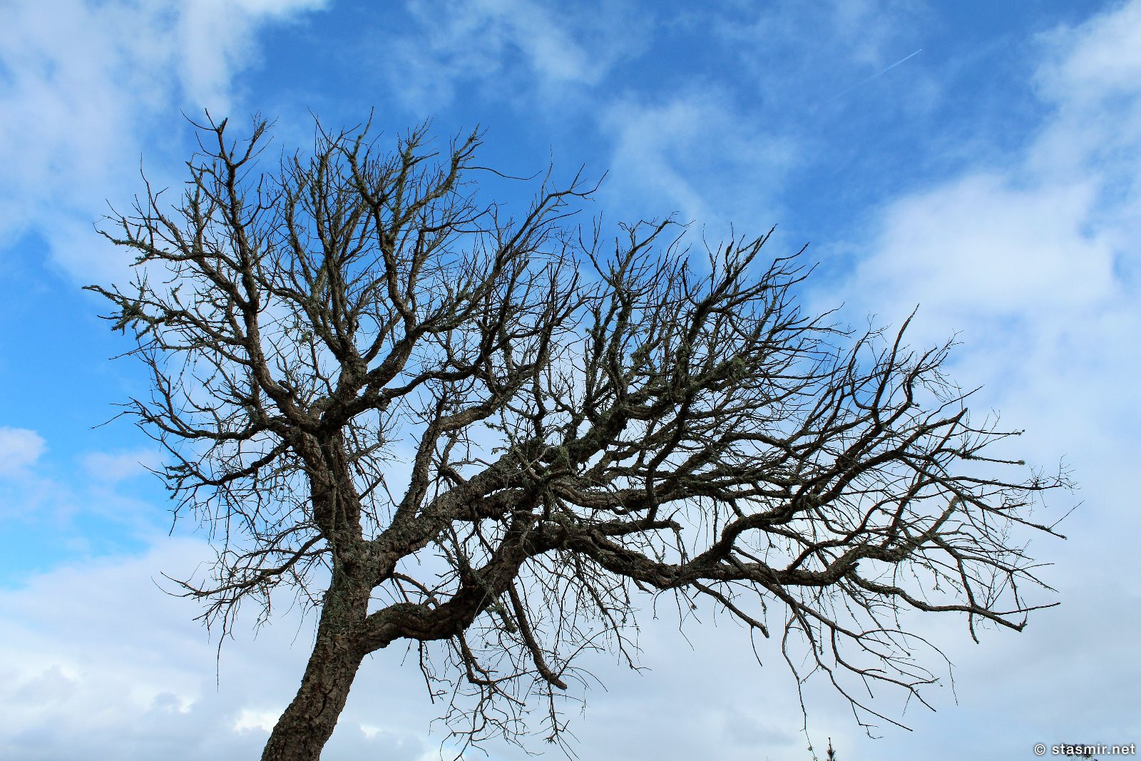 фотография дерева где-то в Португалии, фото Стасмир, photo Stasmir