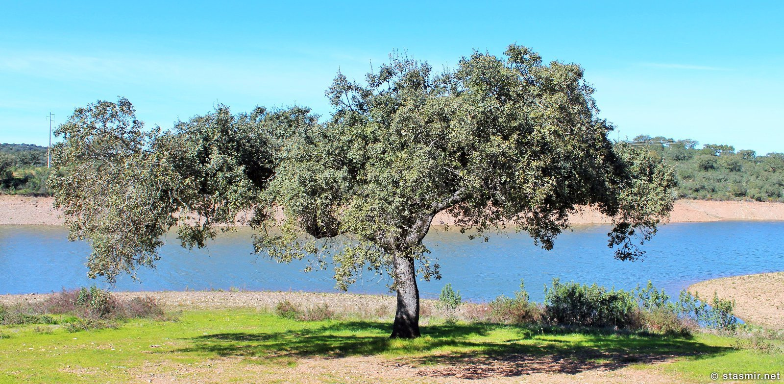 пробковый дуб или sobreiro где-то в провинции Алентежу в Португалии, фото Стасмир, photo Stasmir