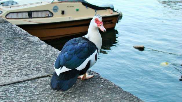 индоутка озеро Маджоре, Лаго-Маджоре, фото Стасмир, Photo Stasmir, Каннобио, Lago Maggiore