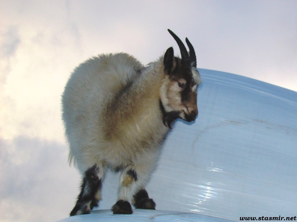 merry goat