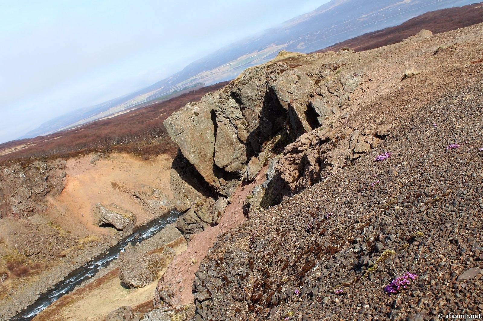 цветет смолевка бесстебельная в Исландии в мае, фото Стасмир, фото Стасмир