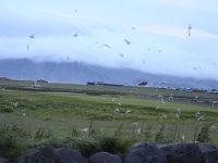 Селтьярнарнес, маяк, Рейкьявик, Хёвудборгарсвайдид, Исландия, старая аптека, птицы Исландии, крачки, Photo Stasmir