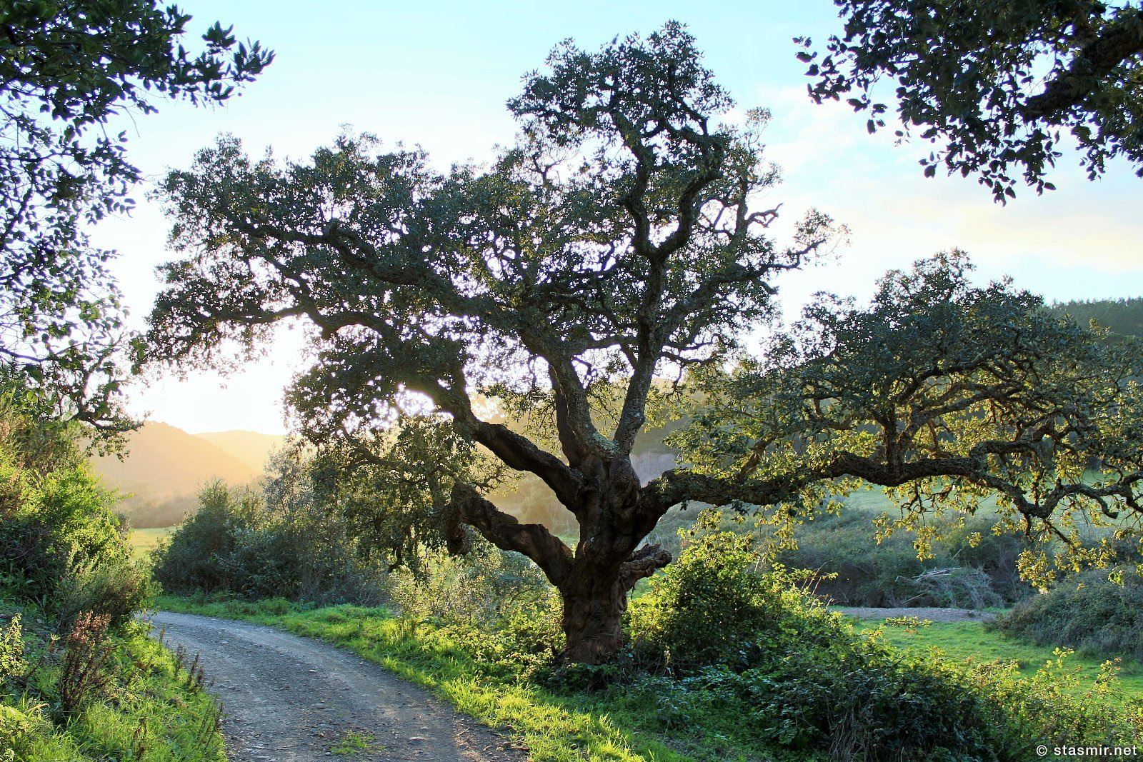 португальский дуб, costa vicentina natural park, Parque Natural do Sudoeste Alentejano e Costa Vicentina, Кошта-Висентина, Парк Судоэшти Алентежану и Кошта Висентина, Португалия, Станислав Смтирнов, Стасмир Трэвэл