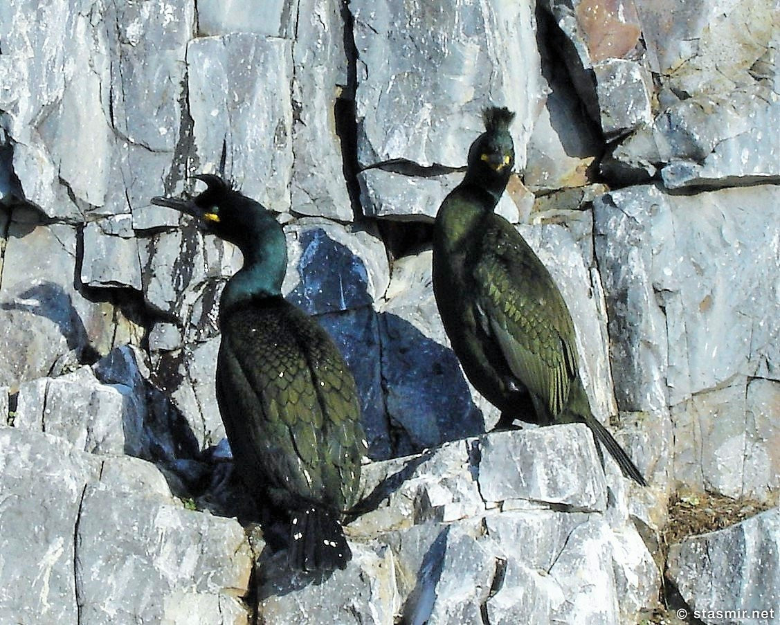 shaggg, European shag, Phalacrocorax aristotelis, Cormorant, Хохлатый баклан, хохлы, бакланы, Станислав Смирнов, Стасмир Исландский, Стасмир Исляндский