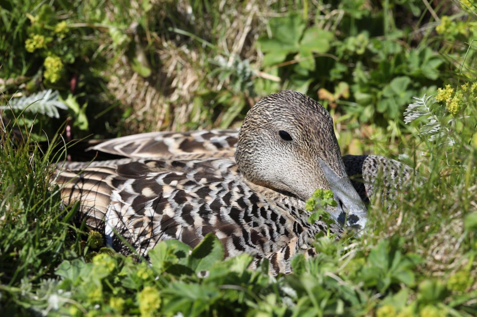 Eider-duck-mbl, photo from Morgunbladid