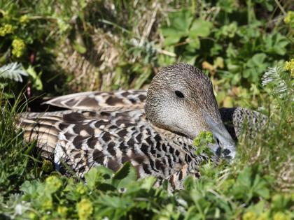 Eider-duck-mbl, photo from Morgunbladid