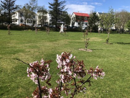 городской сад Рейкьявика в цвету, май 2019 года, фото Стасмир, photo Stasmir