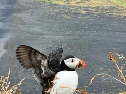 puffin, photo Stasmir or one of his clients, south shore