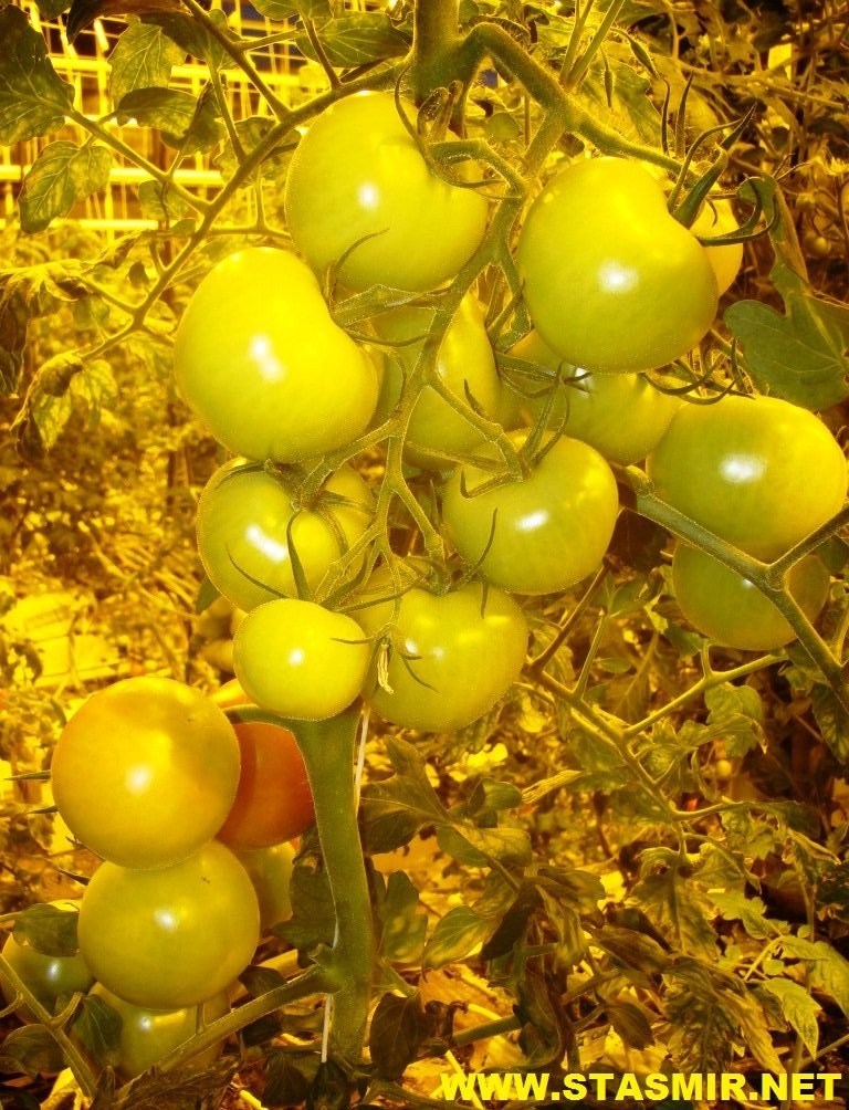 heavenly ripe