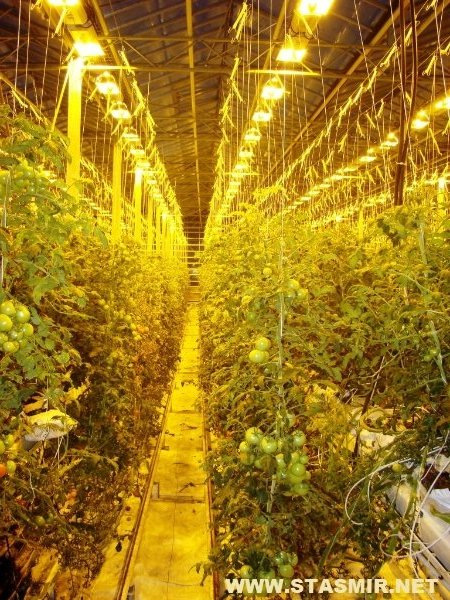 in tomatoes we trust