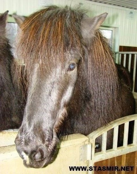 nice horsie