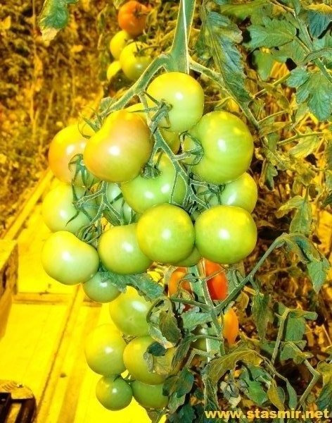 tomatur