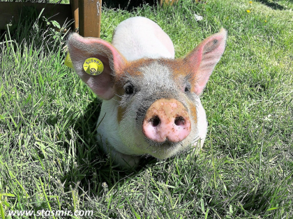 I pig you not, although could have, photo Stasmir, фото Стасмир