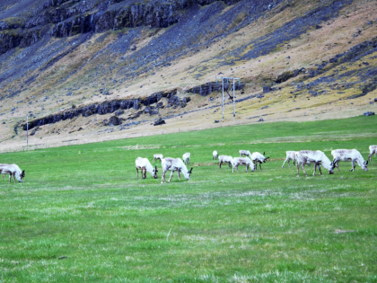 Олени в Восточной Исландии, фото Стасмир, Photo Stasmir