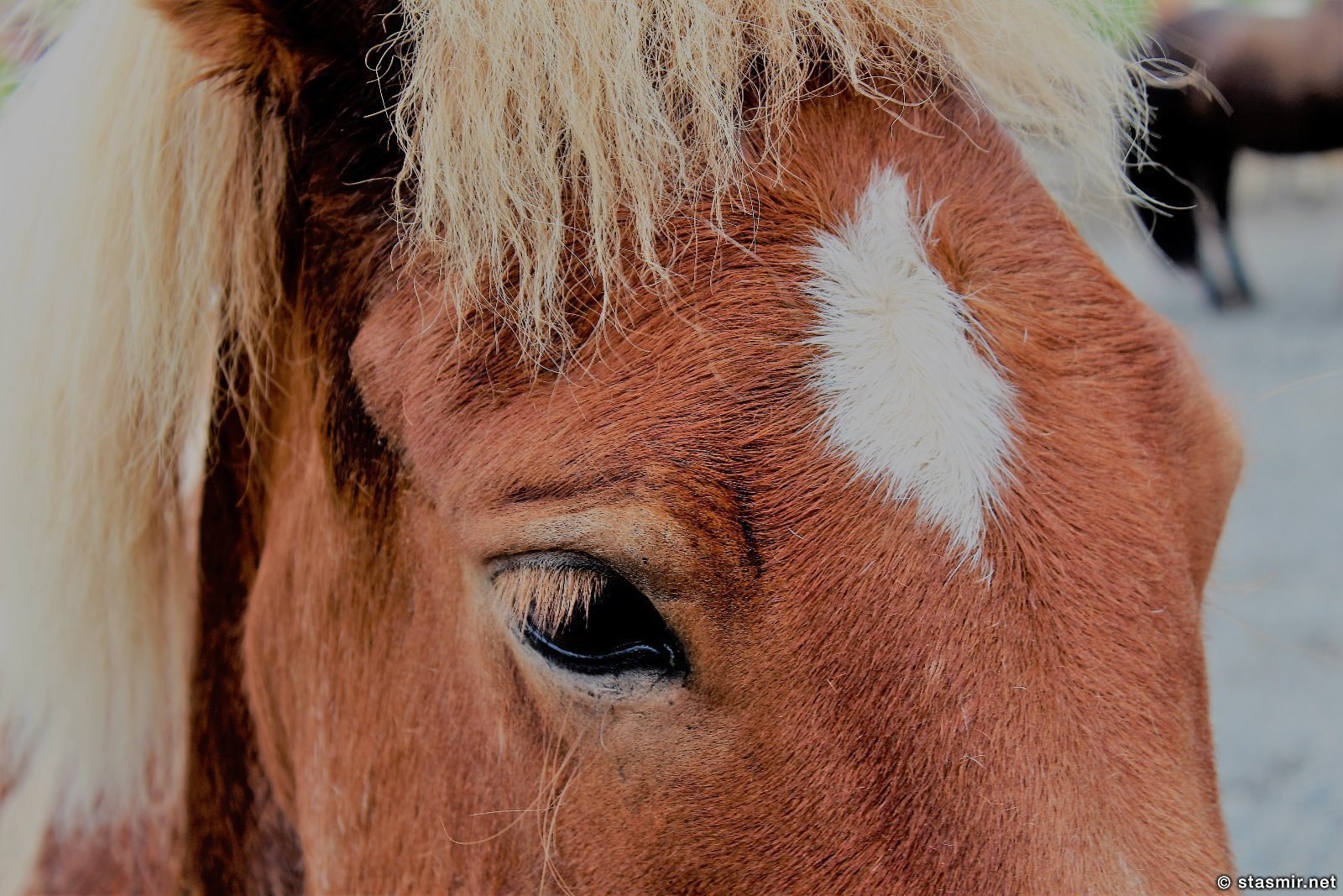 глаза исландской лошадки, фото Стасмир, Photo Stasmir