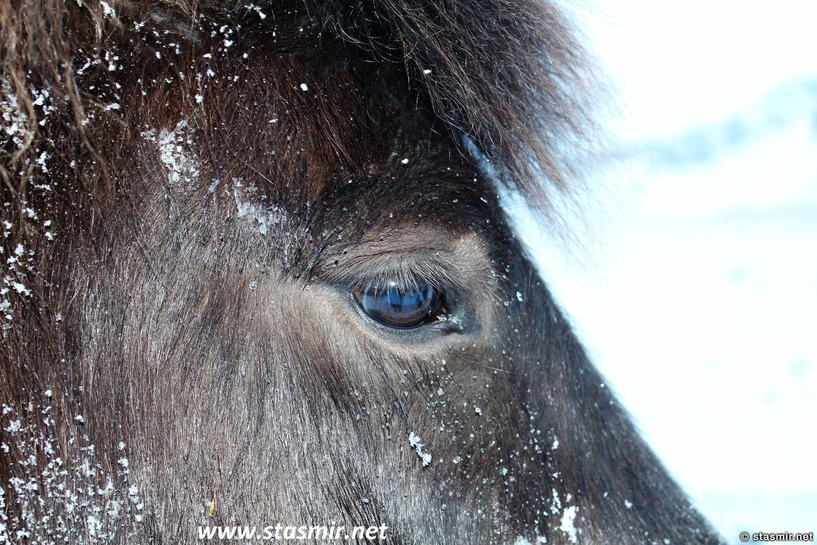глаза исландской лошадки, исландская порода лошади, исландские лошади зимой, фото Стасмир, photo Stasmir