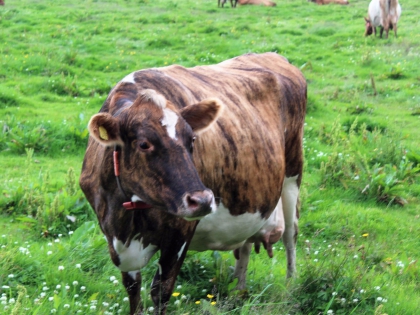 исландская корова, фото Стасмир, photo Stasmir