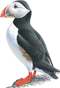 puffin.png