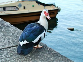 Озеро Маджоре, Северная Италия