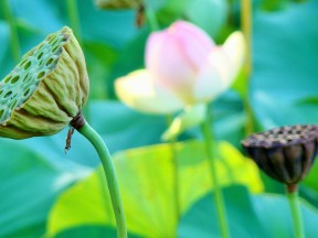 Озеро Маджоре, Пьемонт, Италия