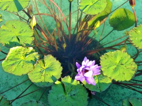 Кувшинки, озеро Маджоре, Италия