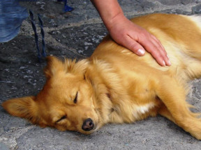 собачка в Италии, Амальфи, Позитано, Италия