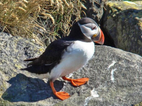 Тупикинята учатся летать. Тупик