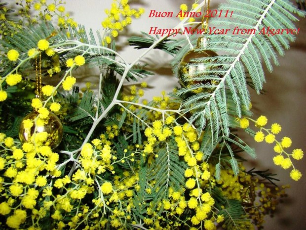 Buon Anno 2011! Happy New Year from Algarve! Мимоза