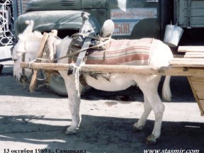 Ослик, 13 октября 1989 г., Самарканд