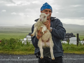 Акция: поймай барана - спаси Исландию!