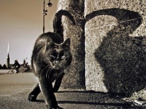 кошки в Питере