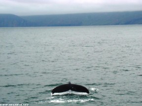 Исландские киты