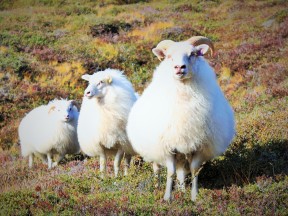 исландские бараны