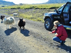 Исландия - страна баранов