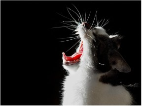 кошка открыла рот