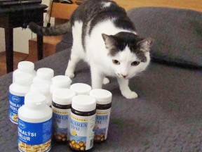 Кот Фредди так же внимателен к рыбьему жиру, как Поттаслеййкир к горшкам