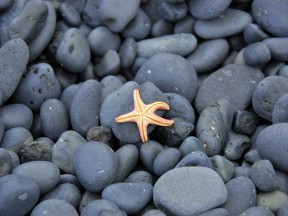 Еще одна морская звезда на пляже Дьюпалоун в Западной Исландии, фото Стасмир, Photo Stasmir