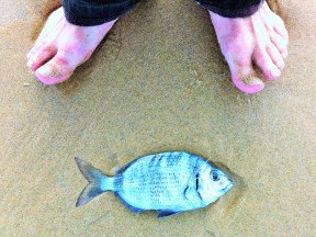 сарго на португальском берегу