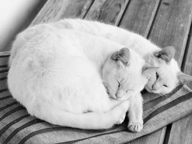 кошки в Португалии