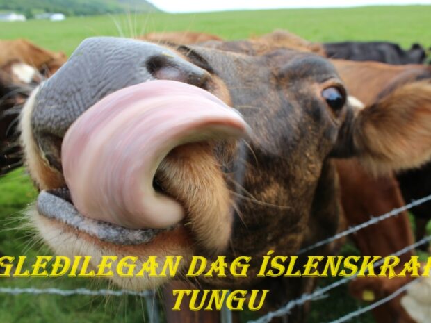 День исландского языка, исландская корова и исландский язык, фото Стасмир, photo Stasmir