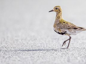 golden plover, lóa, золотистая ржанка