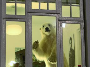 Белый медведь в окне дома в Рейкьявике, фото Стасмир, Photo Stasmir