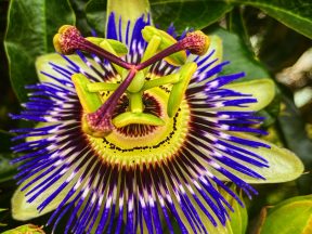 Цветет цветок маракуйи, фото Стасмир, photo Stasmir