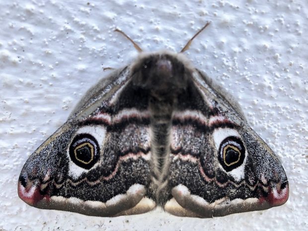 Бабочка в Португалии, фото Стасмир, Photo Stasmir