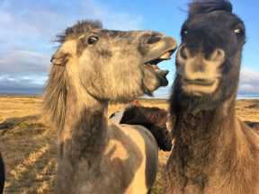 Исландские лошадки спорят, кто будет президентом США, фото Стасмир, photo Stasmir